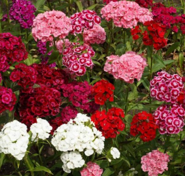 SWEET WILLIAM / DIANTHUS Perennial Mixed Colors Fragrant USA Non-GMO 500 Seeds!