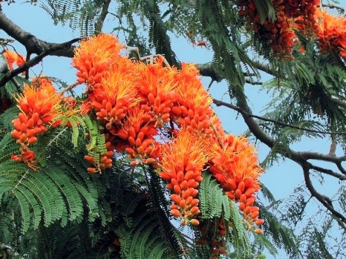 Colvillea Racemosa Tree 8 Seeds, Rich Orange Colville’s Glory Madagascar