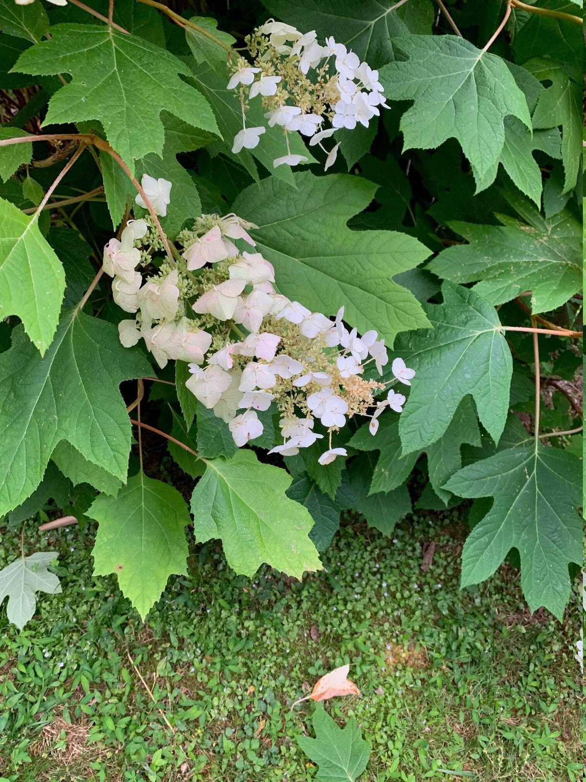 Oakleaf Hydrangea Seeds – 100 Count, Native Shrub, White Blooms, Zones 5-9