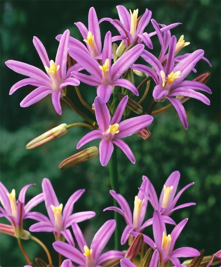 BRODIAEA ‘BABYLON’ FLOWER BULBS HARDY PERENNIAL PINK SPRING BLOOMS FULL SUN EASY