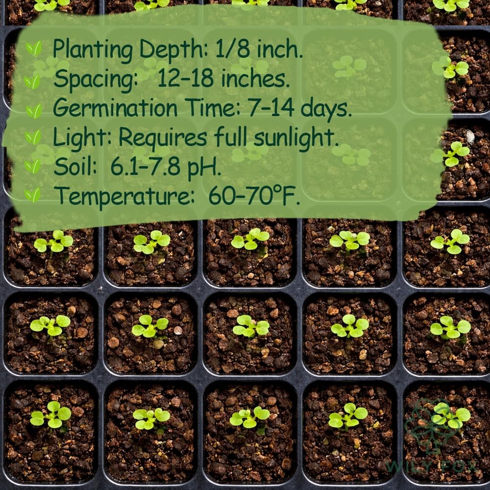 Premium Catnip Seeds for Planting Nepeta cataria – 2500+ Heirloom, Non GMO Ca…