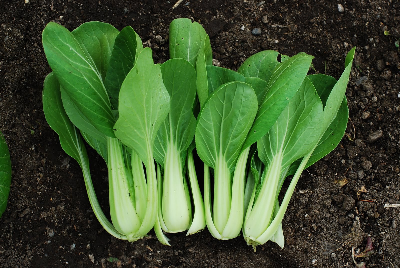 Pak Choi (Bok Choy) Chinese Cabbage Seeds Non-GMO USA Ships Free Bulk Seeds