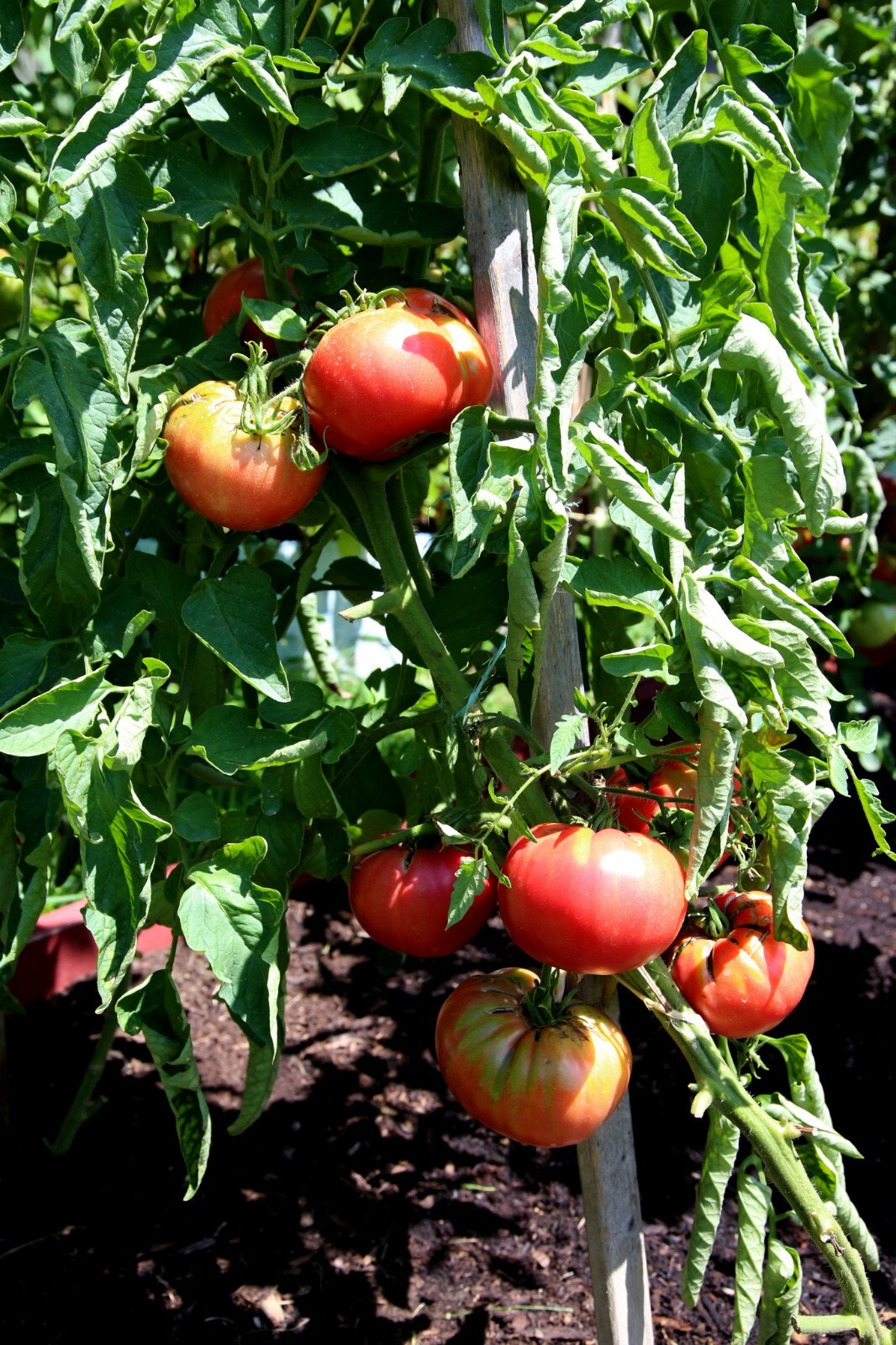 30 Miracle of Siberian Land TOMATO Seeds