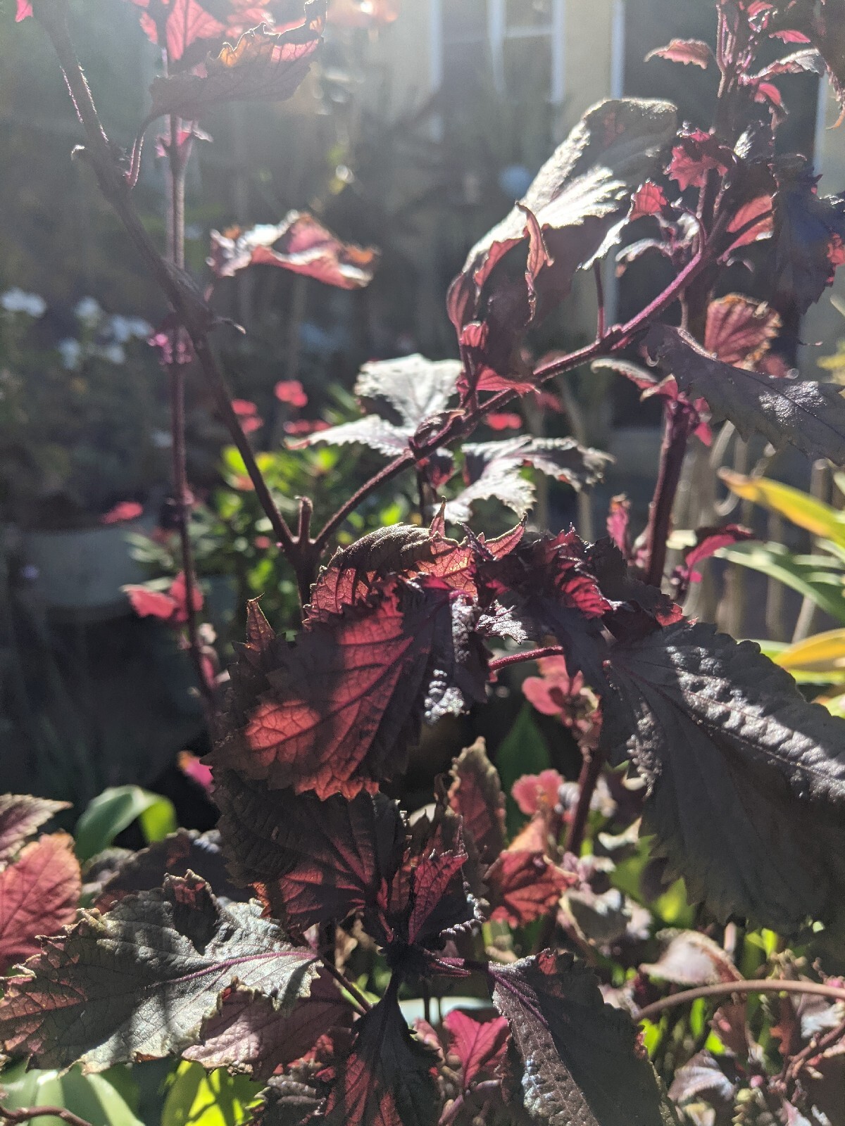 Purple Basil Perilla (100+ Seeds) Shiso Red Mint – 2023 Harvest Grown In The USA