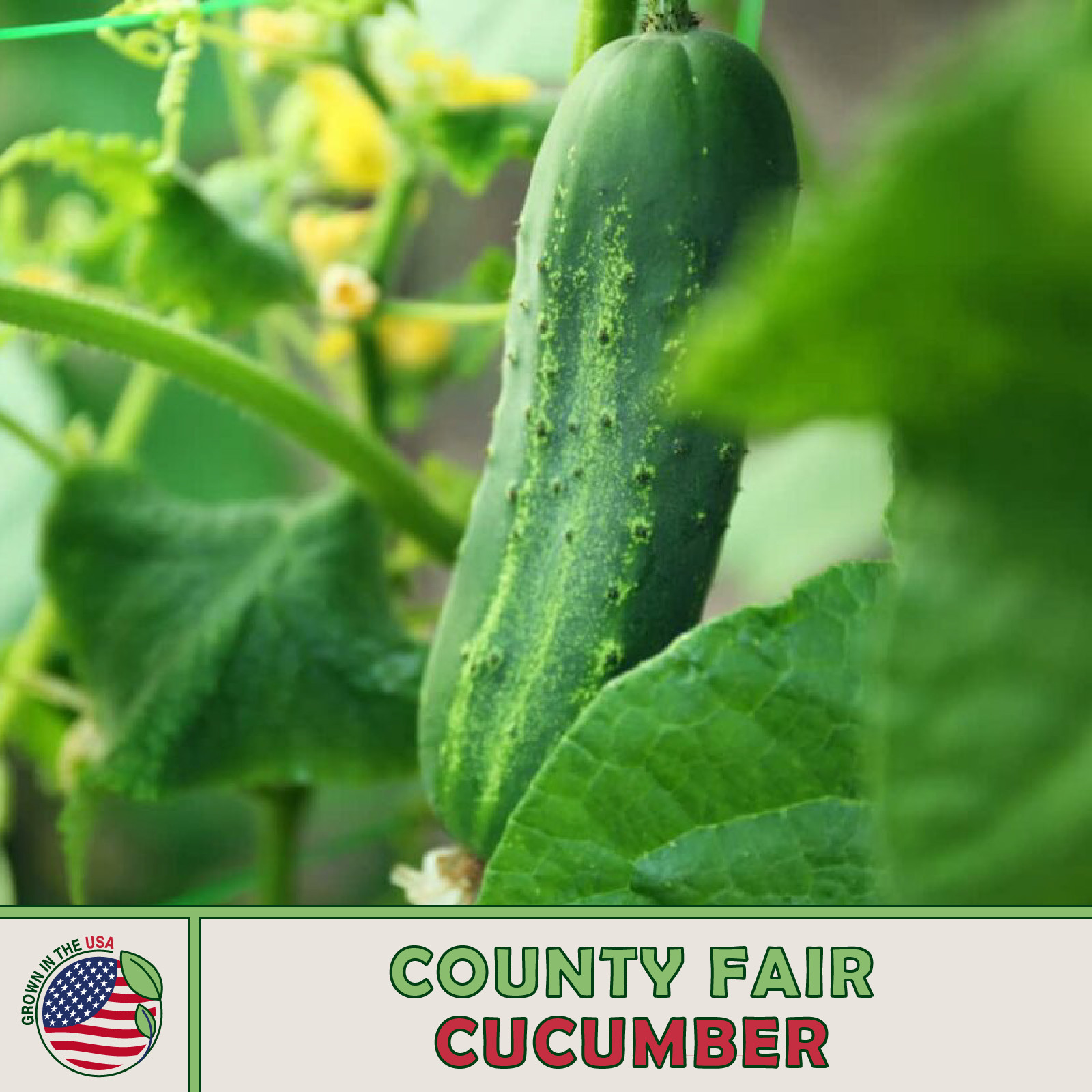20 County Fair Cucumber Seeds, Hybrid, Genuine USA