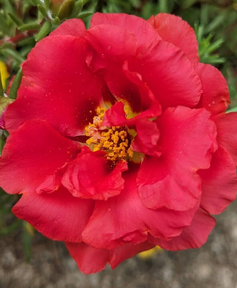 1000+ Moss Rose Double Mix Portulaca grandiflora button rose 150mg seeds