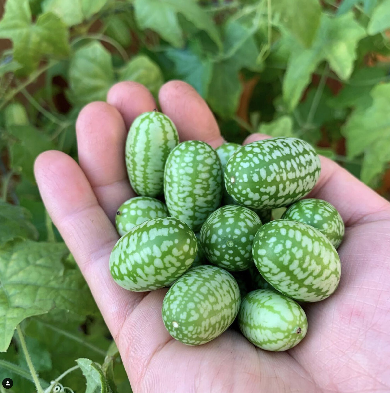 Mexican Sour Gherkin Cucumber Seeds – Melothria scabra – Mouse Melon