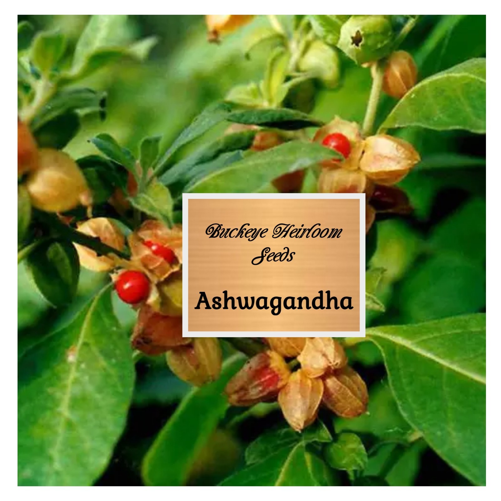 Ashwagandha | 200 Seeds | Withania somnifera | Ayurvedic Herb