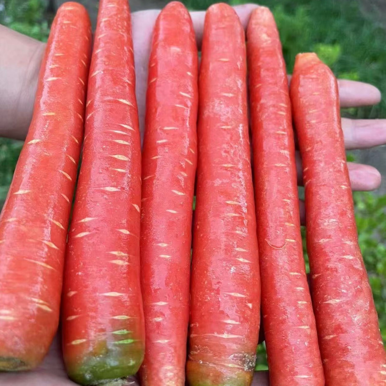Red Fruit Carrot Seeds – 1000 Seeds – Non-GMO Heirloom Root Vegetable