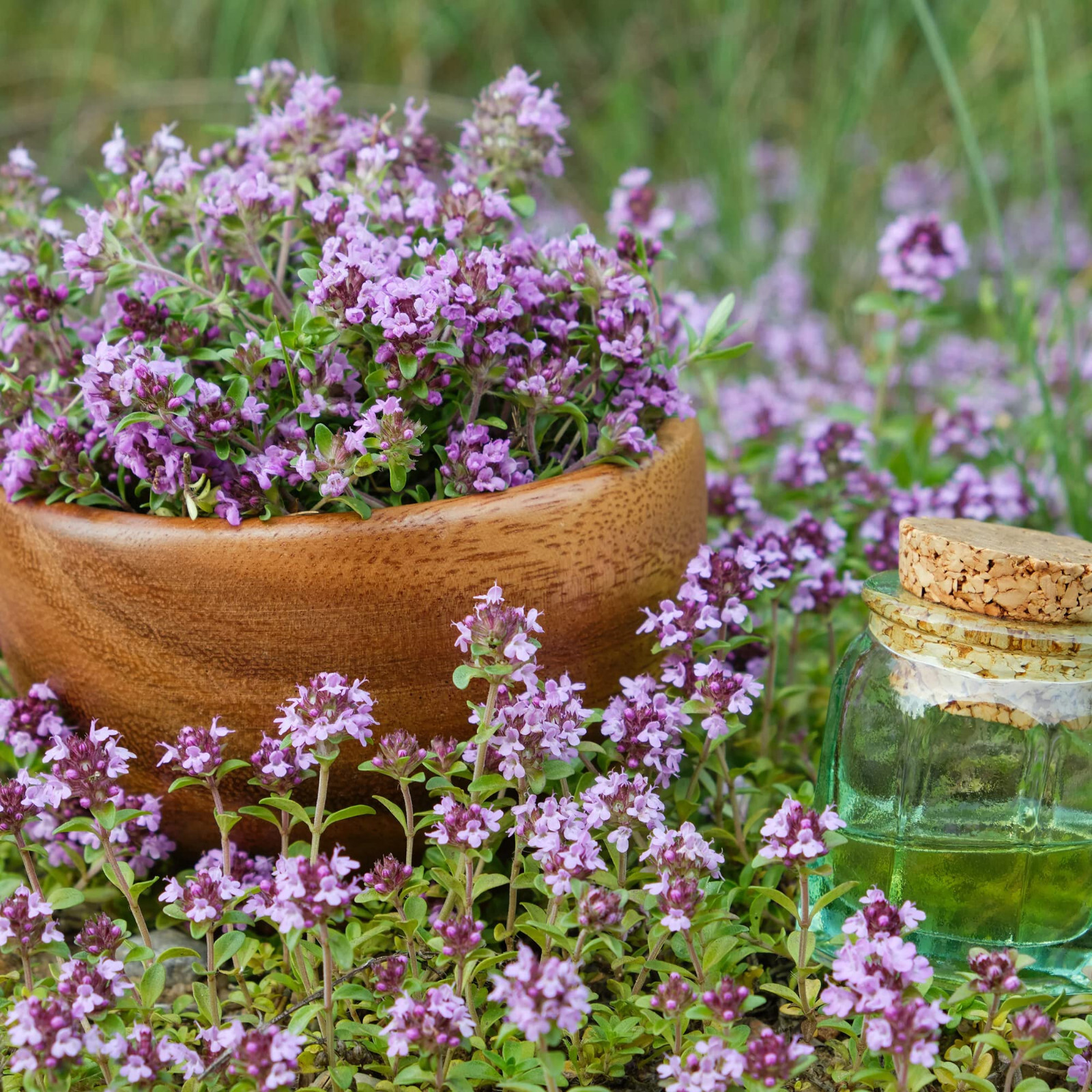 Creeping Thyme Seeds (Thymus serpyllum) , Ground Cover by Mai’s Family