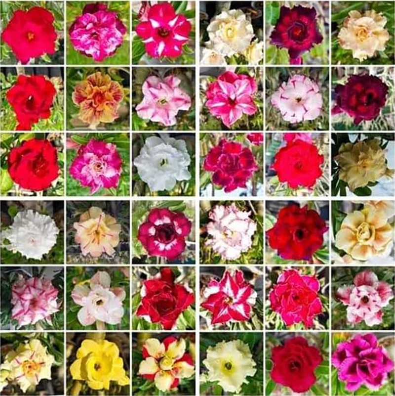 20 Desert Rose Seeds for Planting Mixed Color Ready to Grow Adenium Obesum Seeds