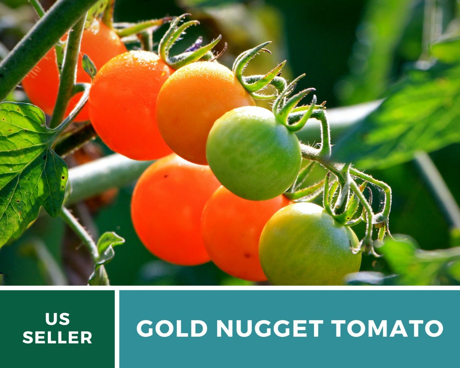 Tomato, Gold Nugget – Heirloom Seeds – Easy to Grow – GMO Free (Solanum lycopers
