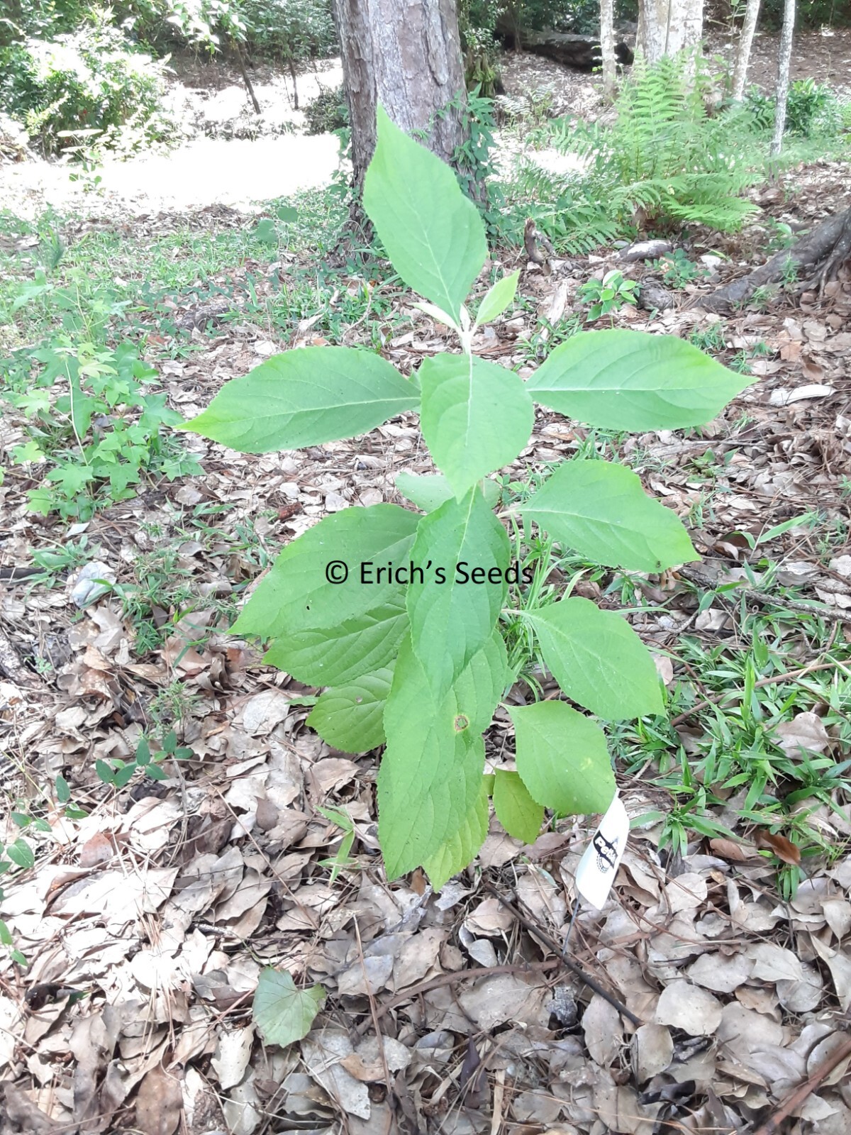 200 Seeds American Beautyberry – Florida Grown