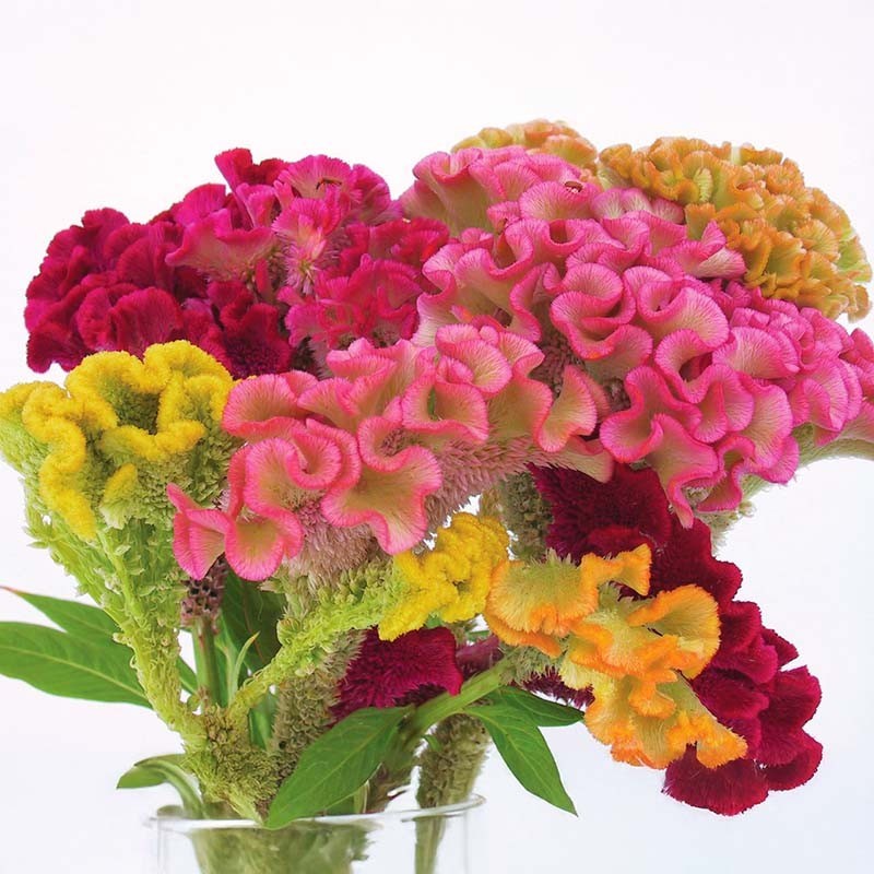 Celosia ‘Supercrest Mix’ Live Plant – Well-rooted Plug Ready to Grow