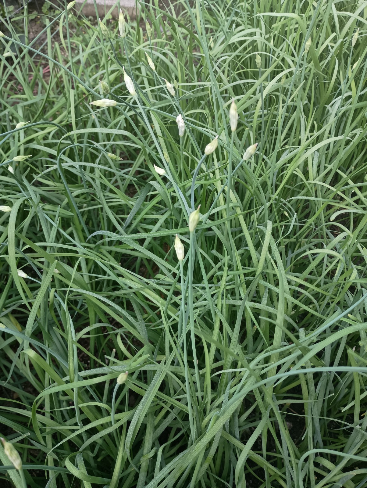 100 Garlic Chives Leek Plant Roots, Allium Tuberosum, Puerros , 韭菜根, 부추