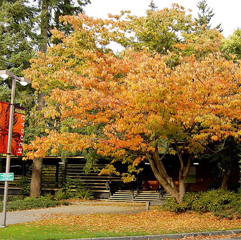 Japanese Zelkova, Zelkova serrata, Tree Seeds (Fast, Hardy, Fall Colors)