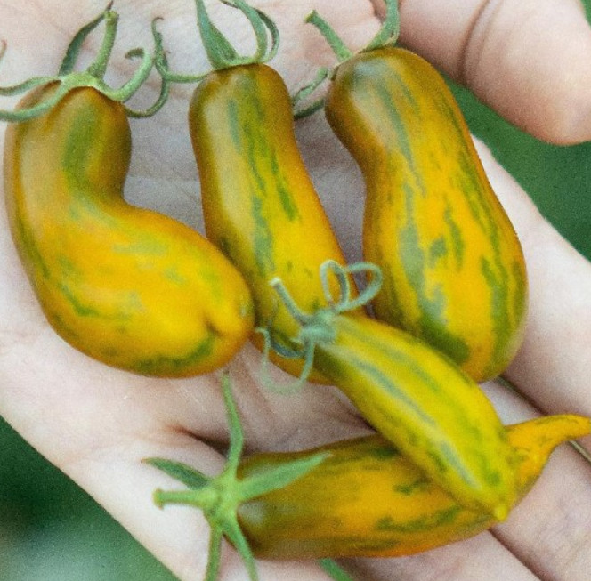 Tomato SAUSAGE Indeterminate Low Water Content Great for Canning NonGMO 50 Seeds