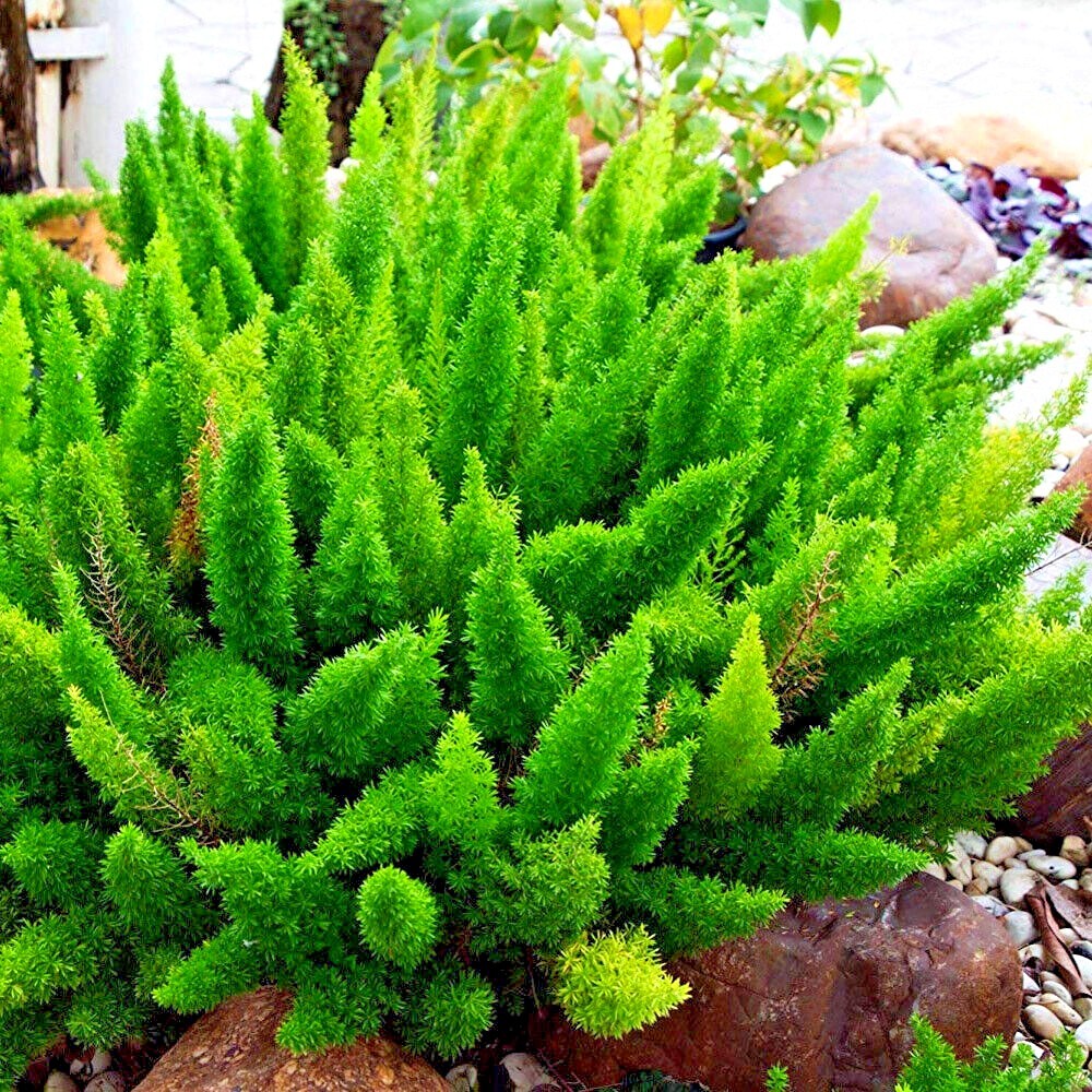 100 ASPARAGUS FOXTAIL FERN Seeds Myers Houseplant Tropical Flower Garden RARE!
