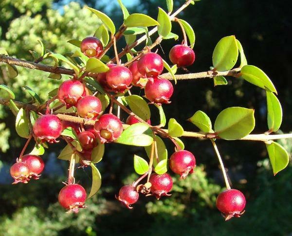 Ugni molinae | Chilean Guava | Strawberry Myrtle | 10 Seeds