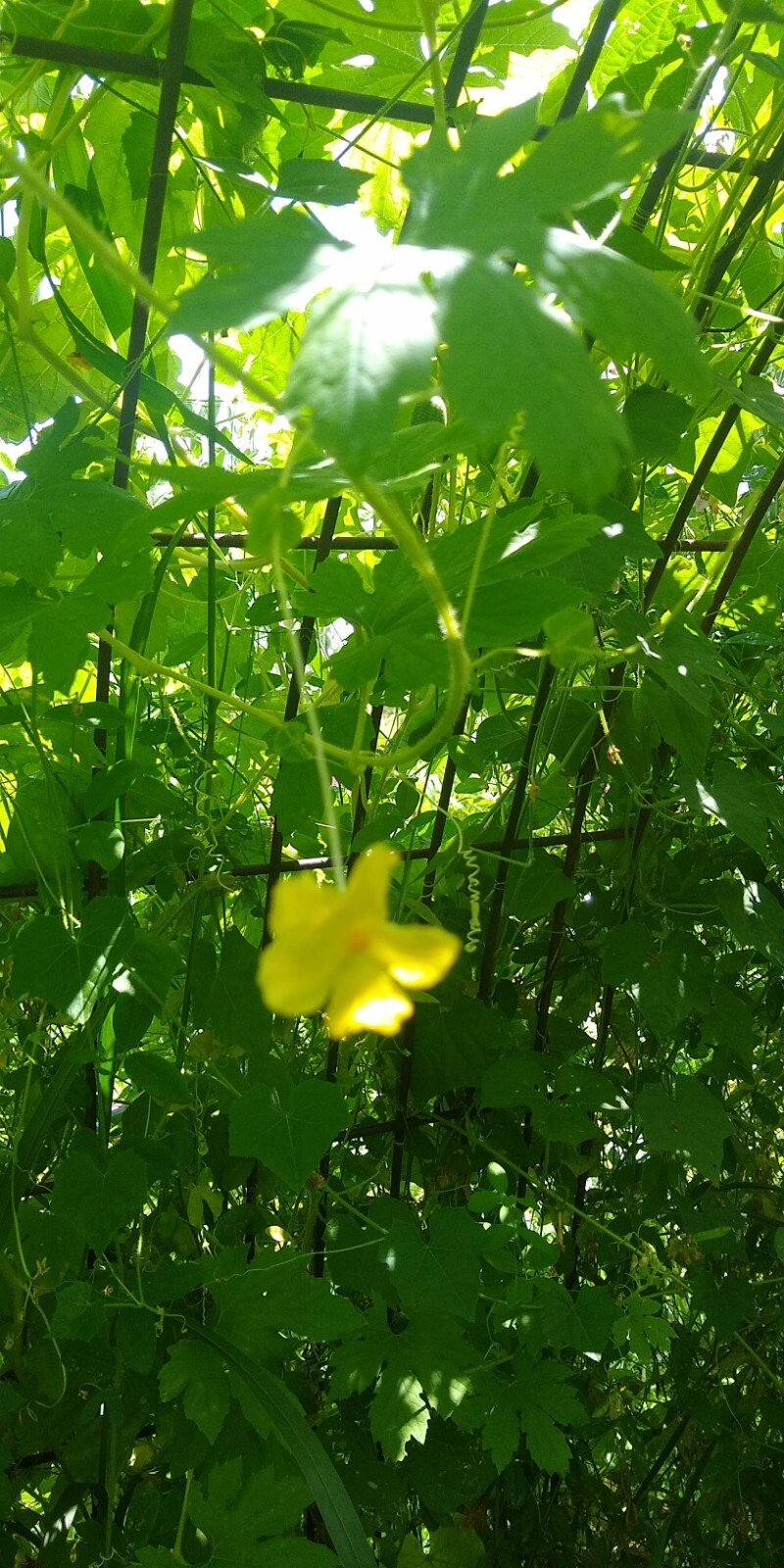 Jyunpaku Okinawan Pure White Bitter Melon ~ 3 to 50 seeds ~ Organic Heirloom~