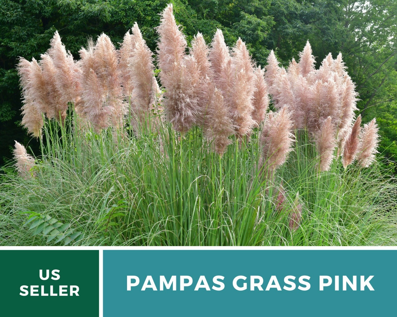 Pampas Grass, Pink – 100 Seeds (Cortaderia selloana)