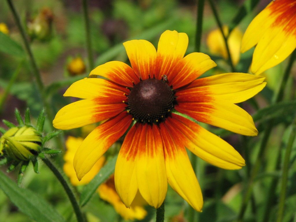 Gloriosa Daisy Seeds 200+ Flower USA FREE SHIPPING PERRENIAL NATIVE WILDFLOWER