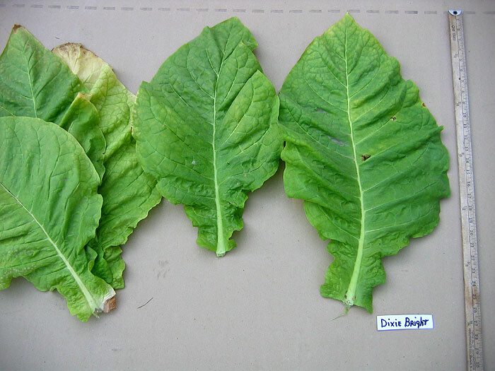 1000 Dixie Bright 27 Tobacco Seeds ~ Heirloom Nicotiana Tabacum ~ Fast grow