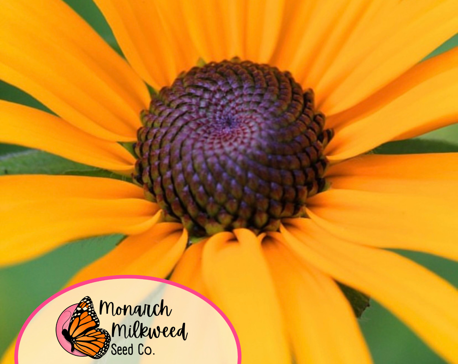 8000+ Black Eyed Susan Seeds | Native Perennial Wildflower Gardening Seed
