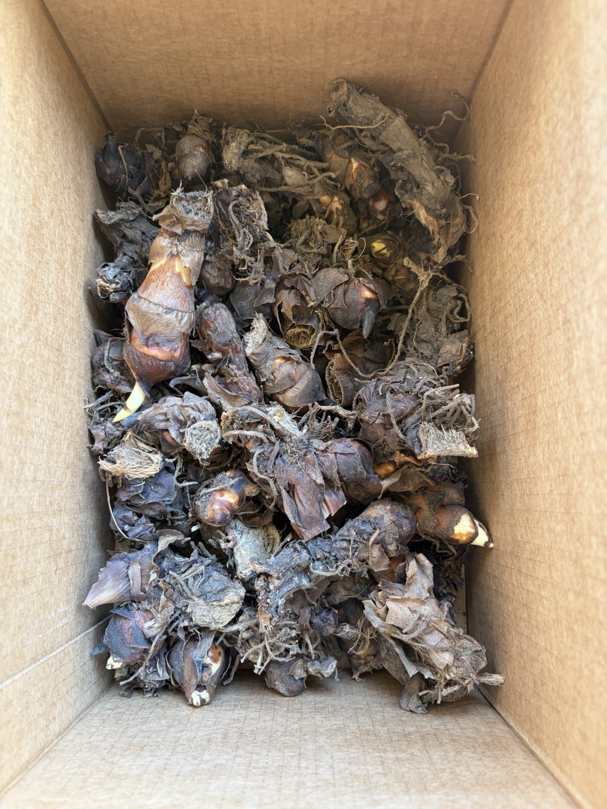 40 small Canna Lily bulbs Rhizomes tall large green leaves-Deer resistant