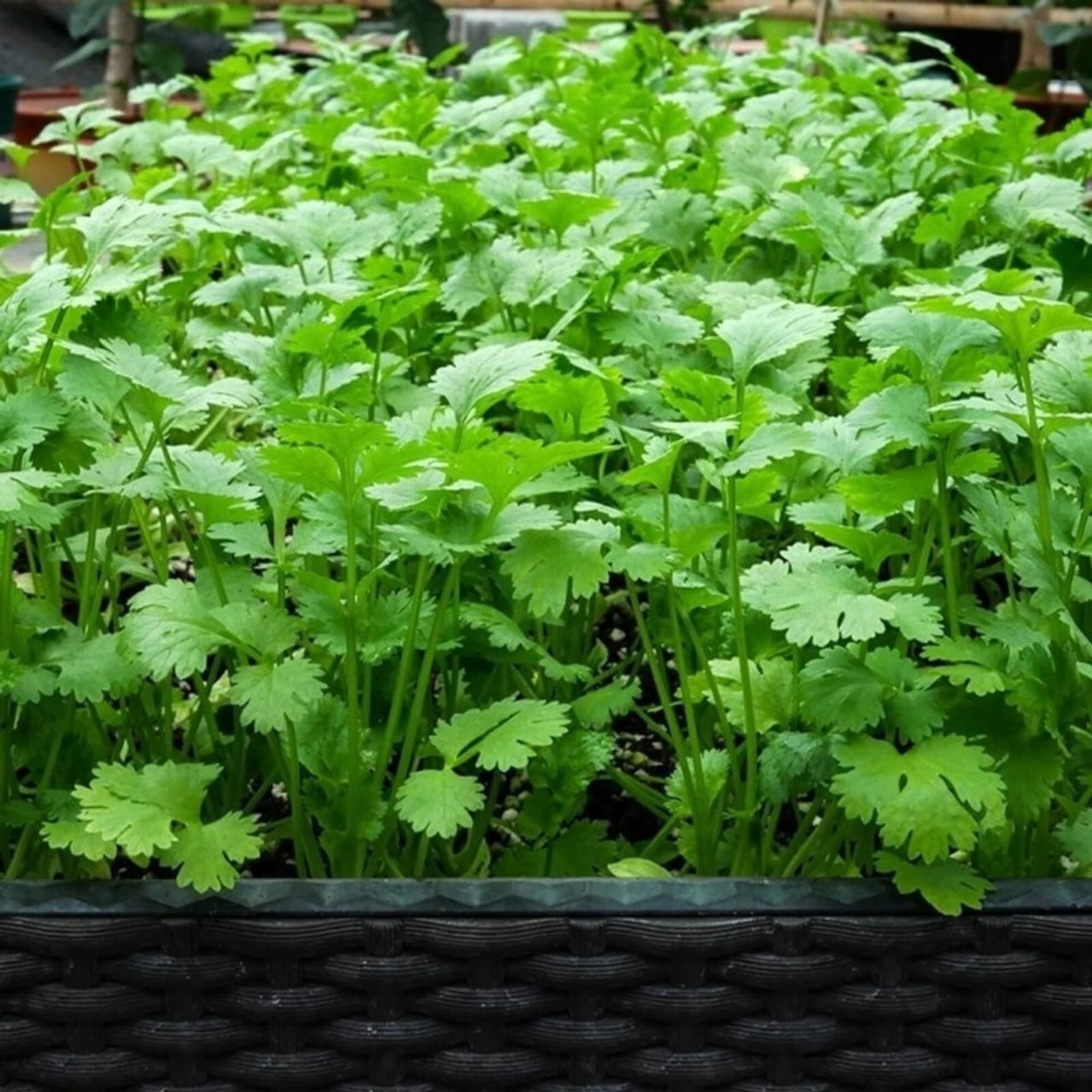 1000pcs Cilantro Seeds for Planting – Heirloom Coriander Herb for Outdoor Garden