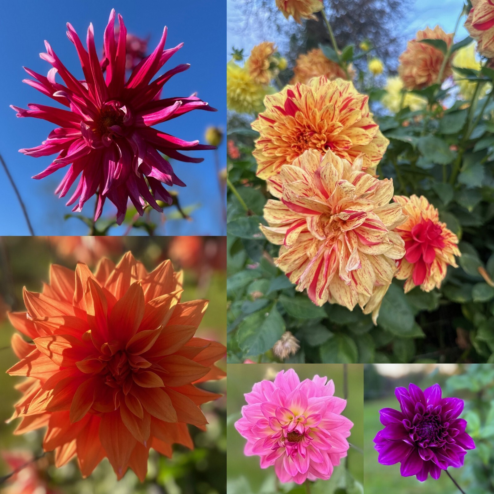 LOT of 10 Small Dahlia Bulbs/Tubers~MIXED COLORS~Mystery Flowers~COMB SHIPPING
