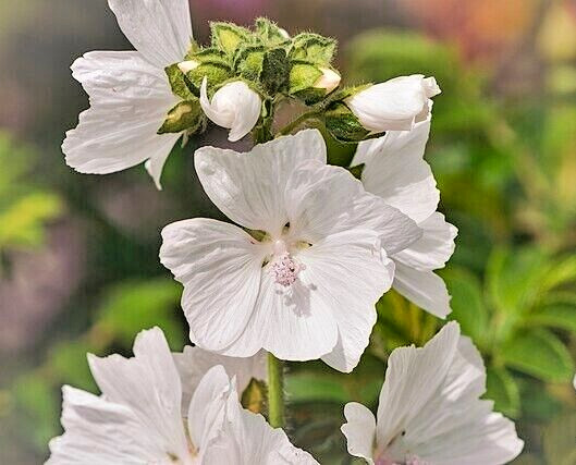 WHITE MUSK MALLOW 102 SEEDS, MALVA MOSCHATA ALBA, USA SELLR, EZ TO GROW