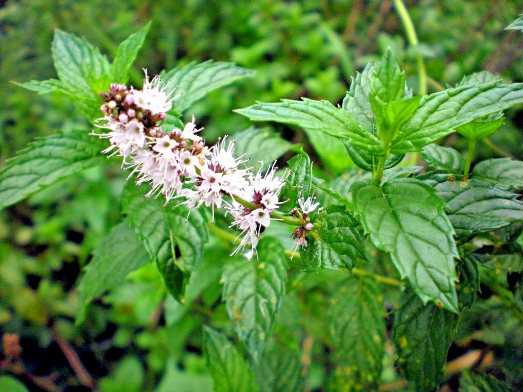 301+SPEARMINT Seeds Organic Herb Mint Tea Patio Container Vegetable Garden Easy