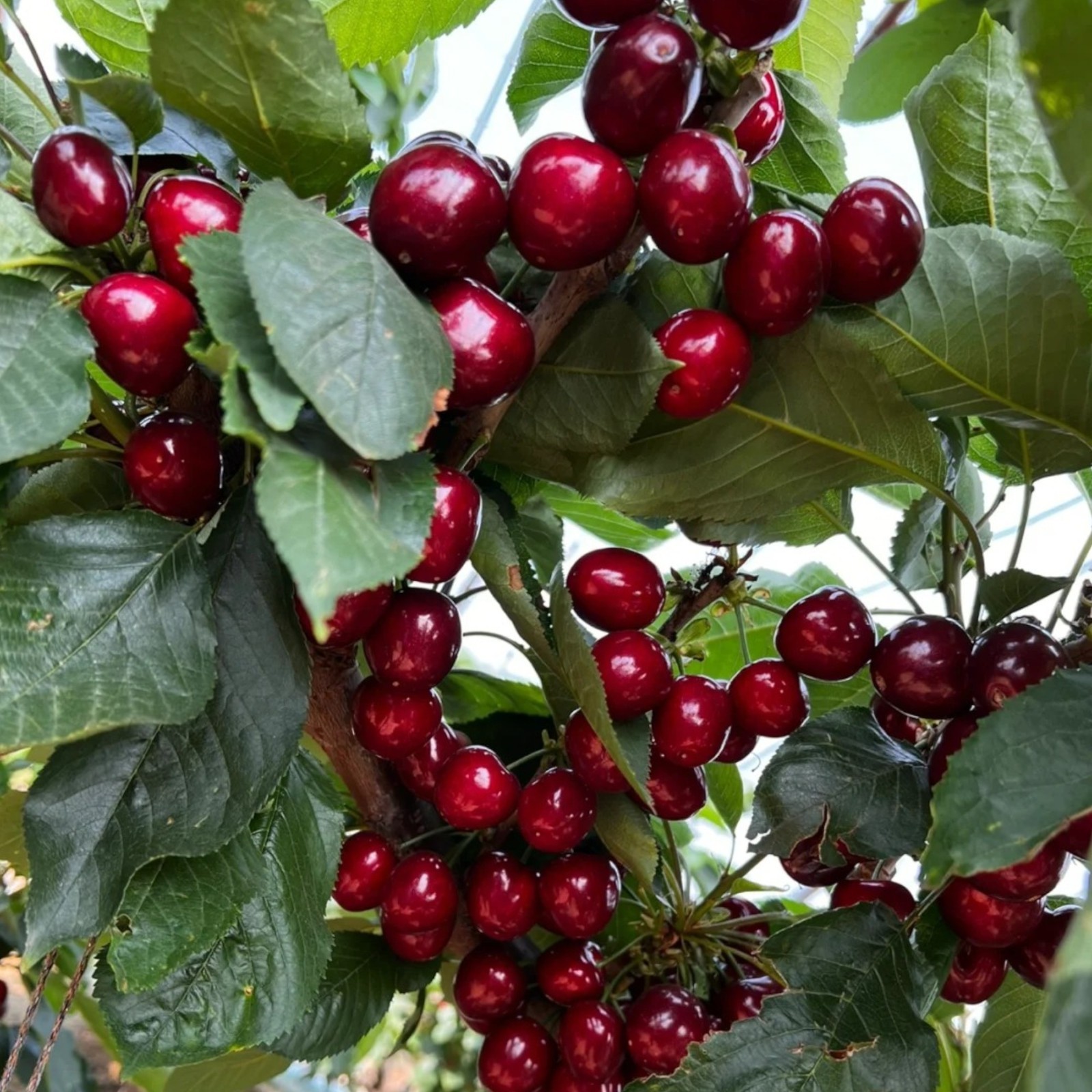 30 Sweet Cherry Seeds – Juicy Red Cherries for Home Orchards & Backyard Gardens
