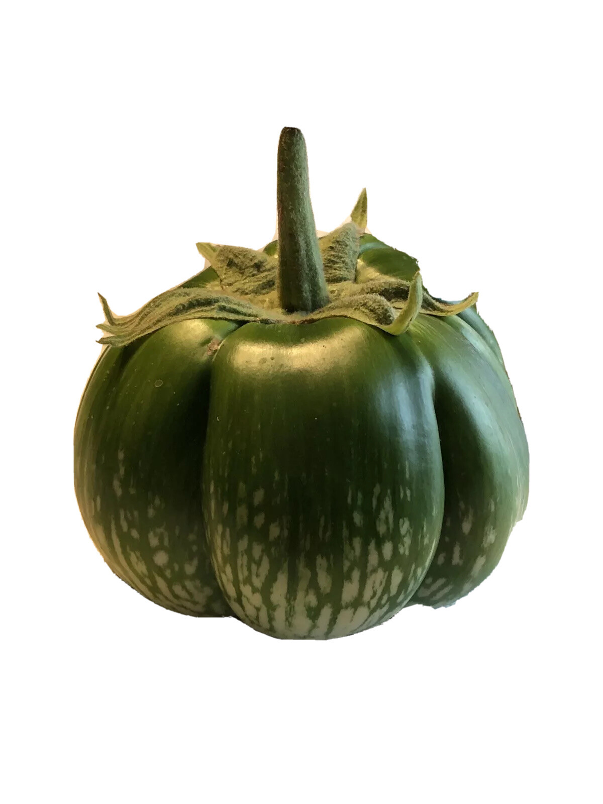 30+ cambodian Green Giant Eggplant Seeds Grown Organically Non GMO