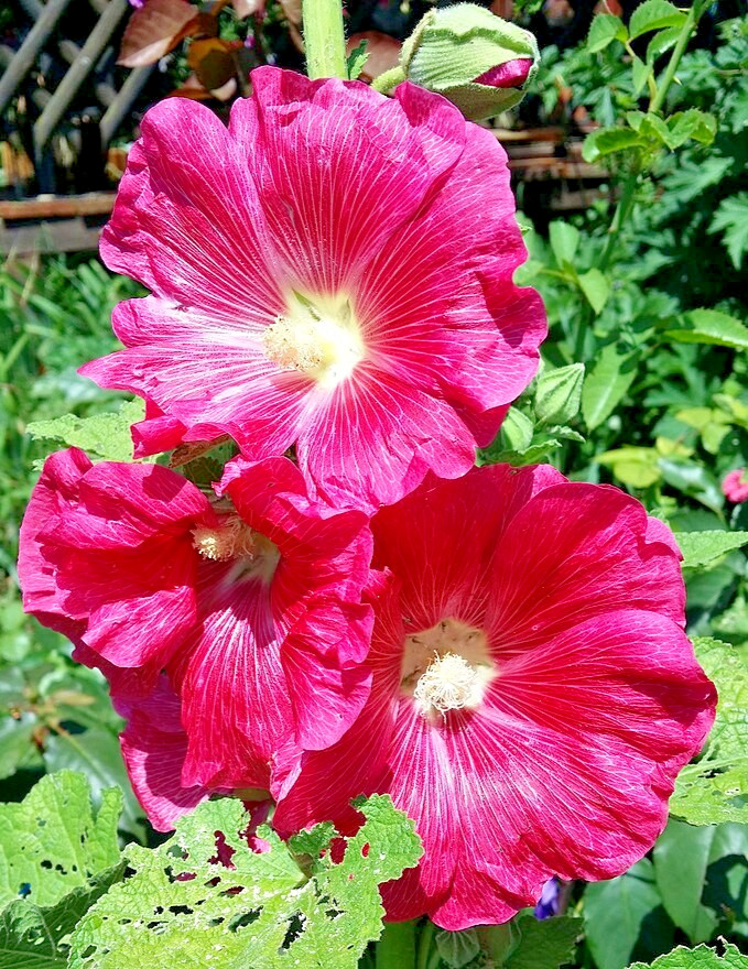 GIANT RED HOLLYHOCK 50 SEEDS, HARDY PERENNIAL, EZ TO GROW, USA SELLER