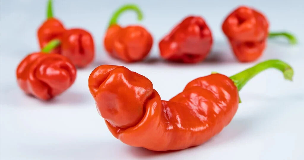 15 PETER PEPPER SEEDS ~ heirloomseedguy ~ 2026 ~ NON-GMO