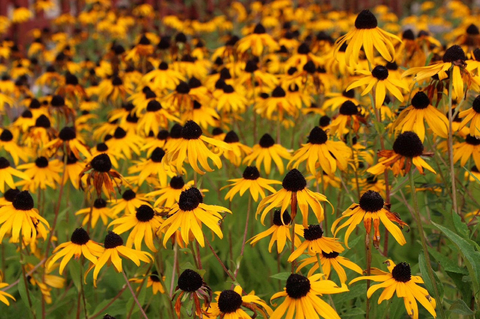 2,500+ Black Eyed Susan (Rudbeckia Hirta) Flower Seeds Yellow FREE SHIPPING
