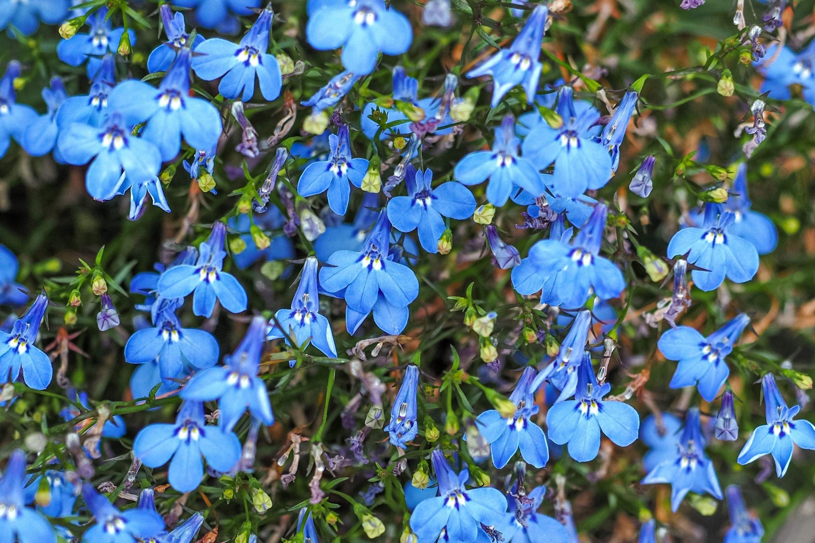 200 SKY BLUE LOBELIA Regatta Lobelia Erinus Flower Seeds