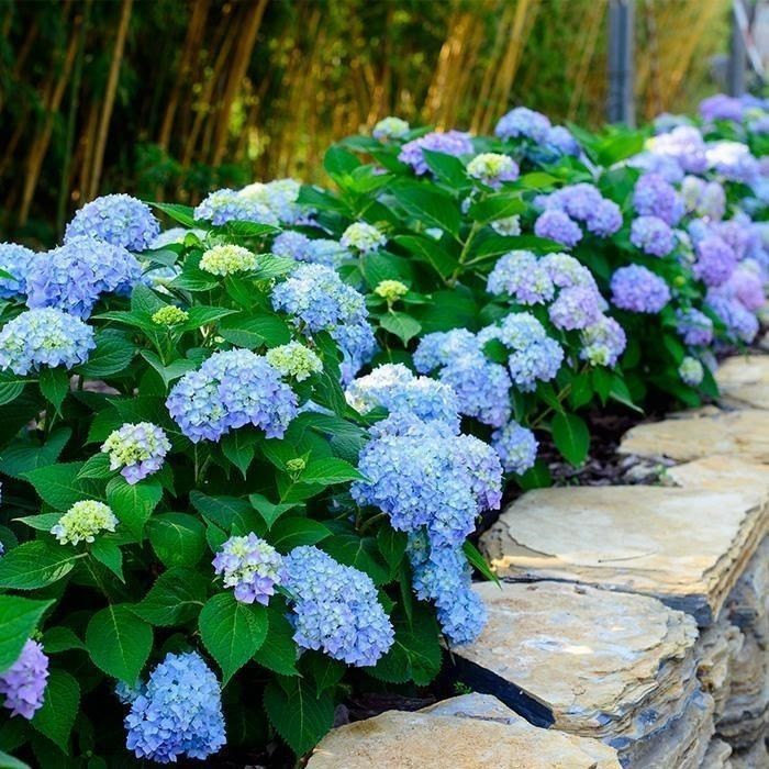100 Mixed Color Hydrangea Seeds Vibrant Blooms in Blue, Pink & Purple for Garden