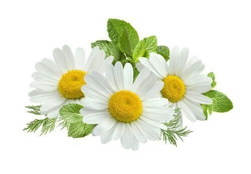Roman Chamomile (Anthemis Nobilis) Non-GMO – Medicinal Herb – 300 seeds