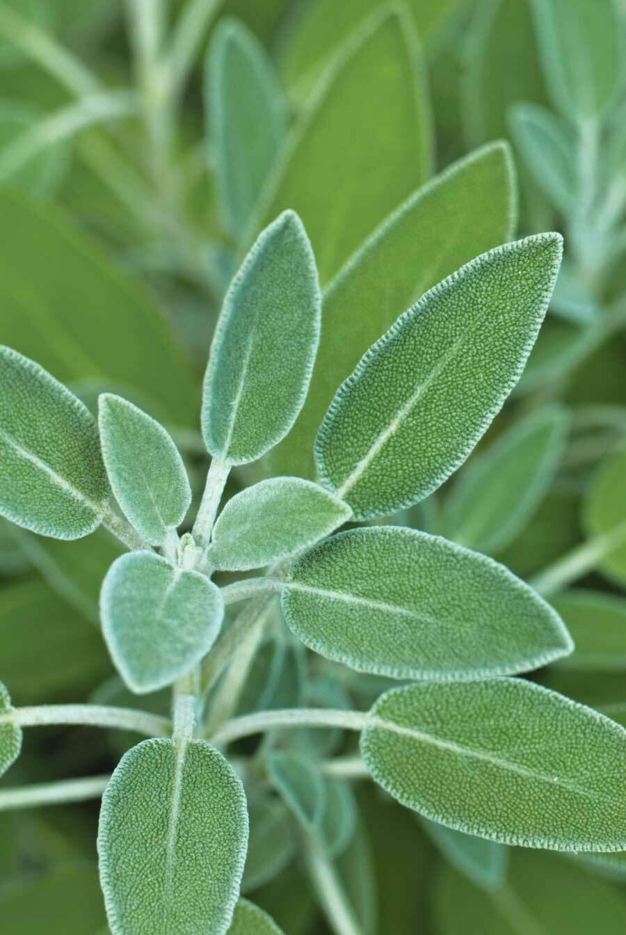 7 CULINARY herb varieties NON-GMO SEEDS GREAT in the KITCHEN ESSENTIAL SURVIVAL!