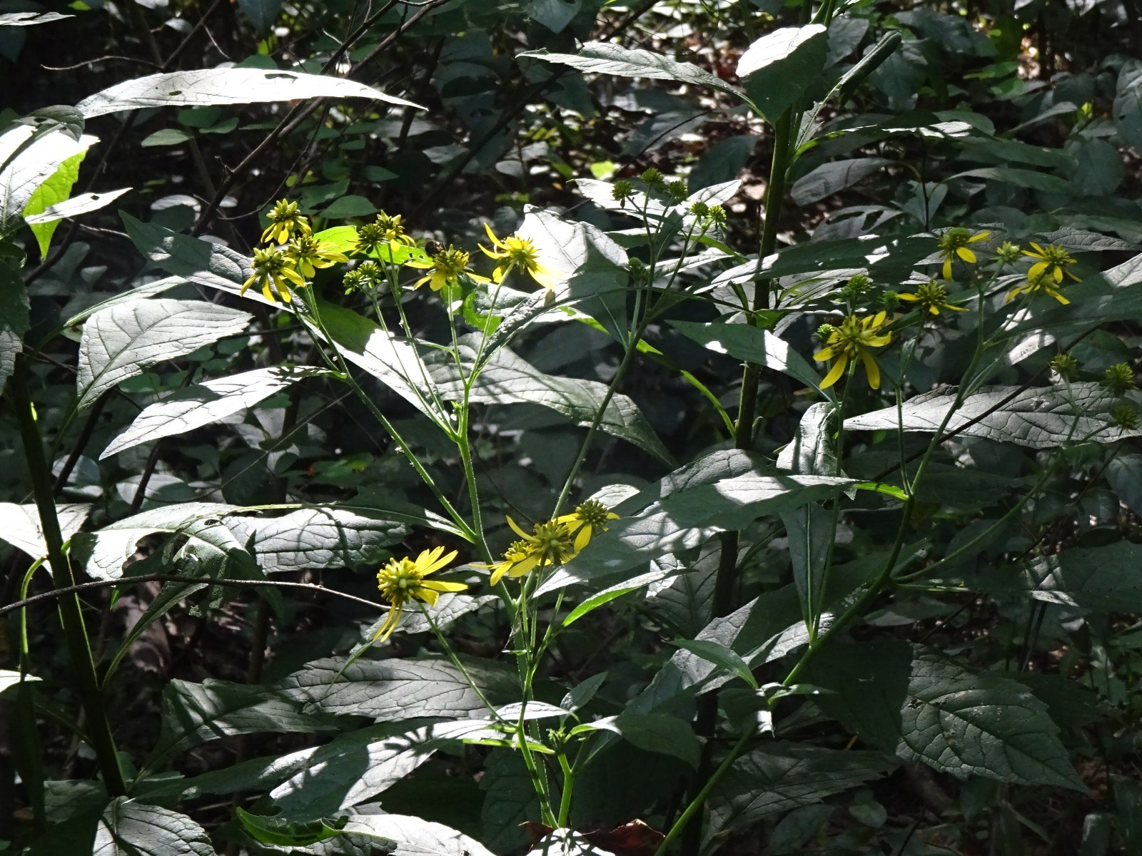 Wingstem Verbesina alternifolia 50 SEEDS NATIVE Perennial Wildflower FRESH 2025