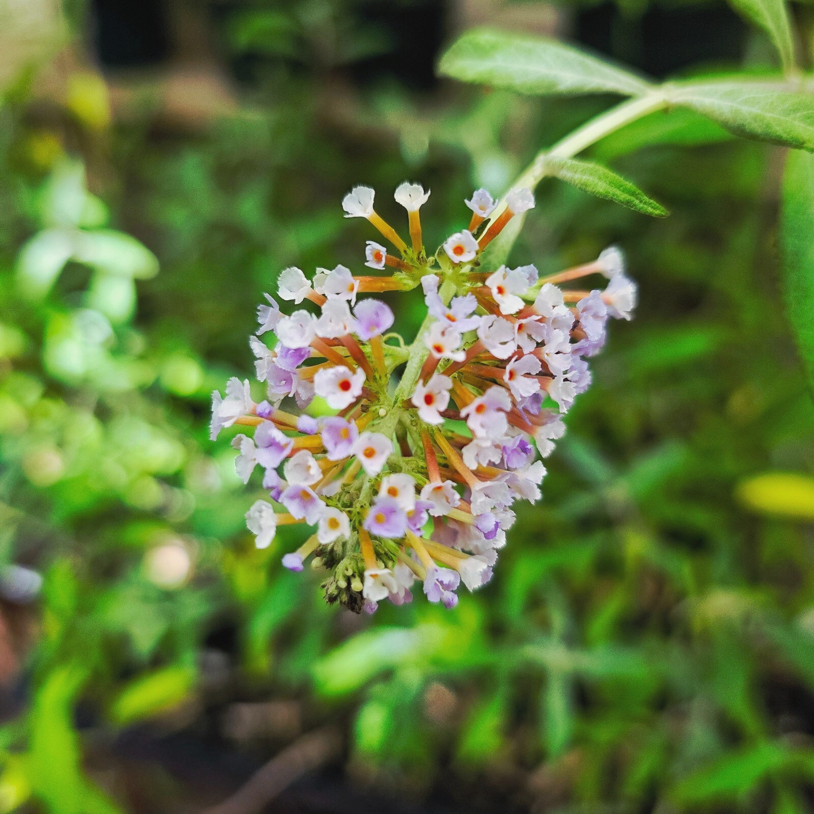 Dwarf Lavender Butterfly Bush – One stem in 2.5 inch Pot – Low Maintenance