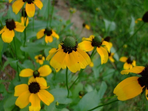Clasping Coneflower Seeds, Dracopis Amplexicaulis, Clasping-Leaf, FREE SHIPPING