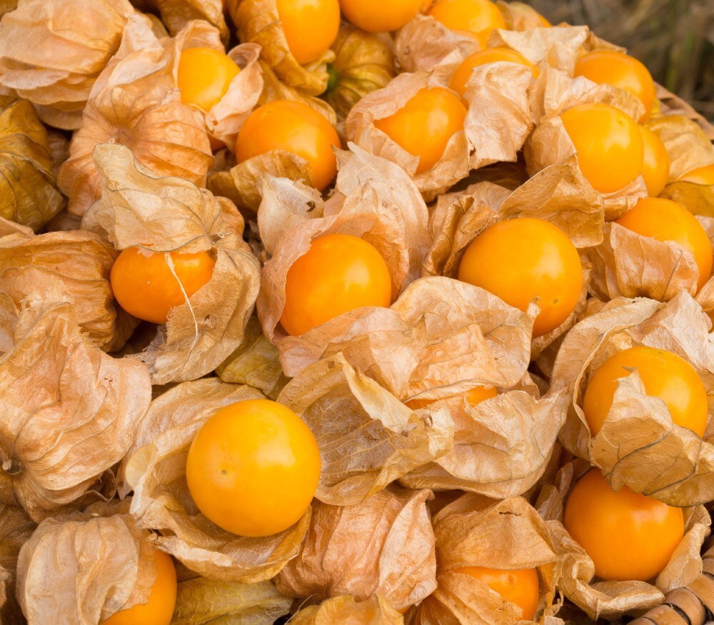 100+ CAPE GOOSEBERRY SEEDS ———————— RARE