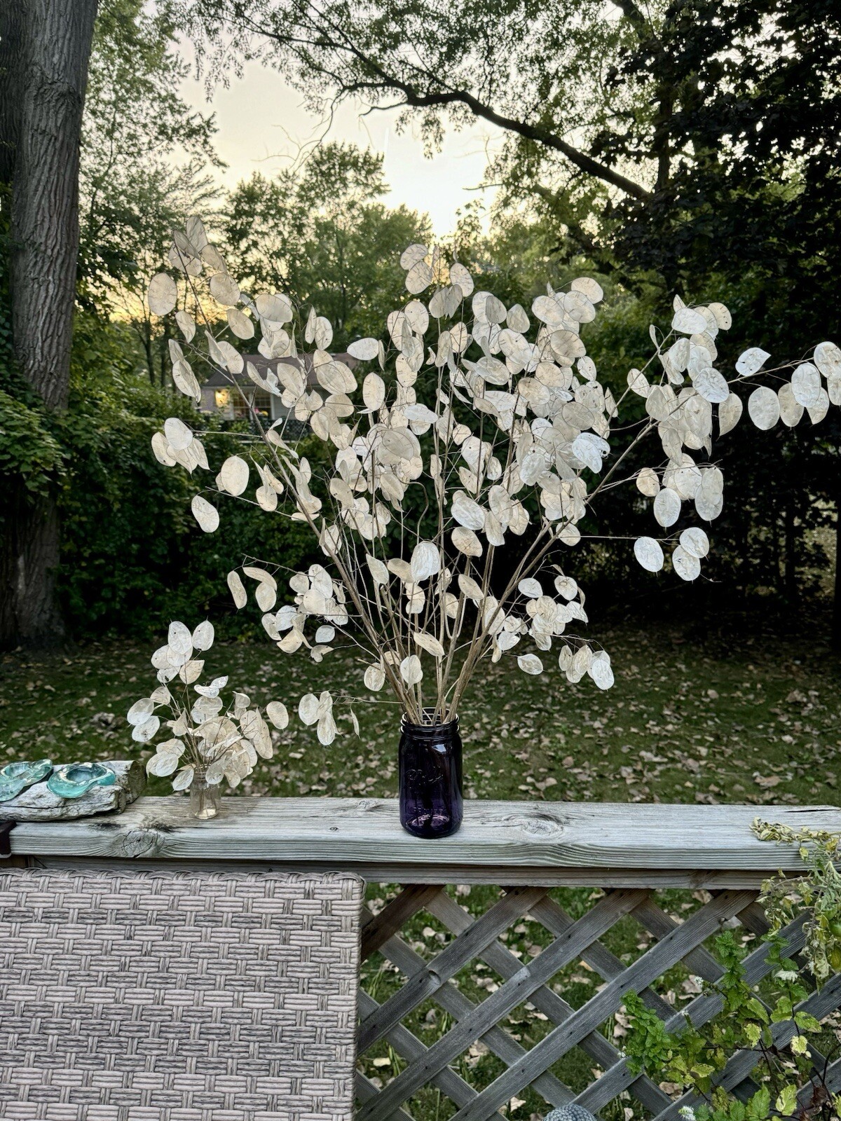 50 Money ‘Silver Dollar’ Luck Lunaria Plant Seeds, Non-GMO Heirloom🪷Seeds🪷