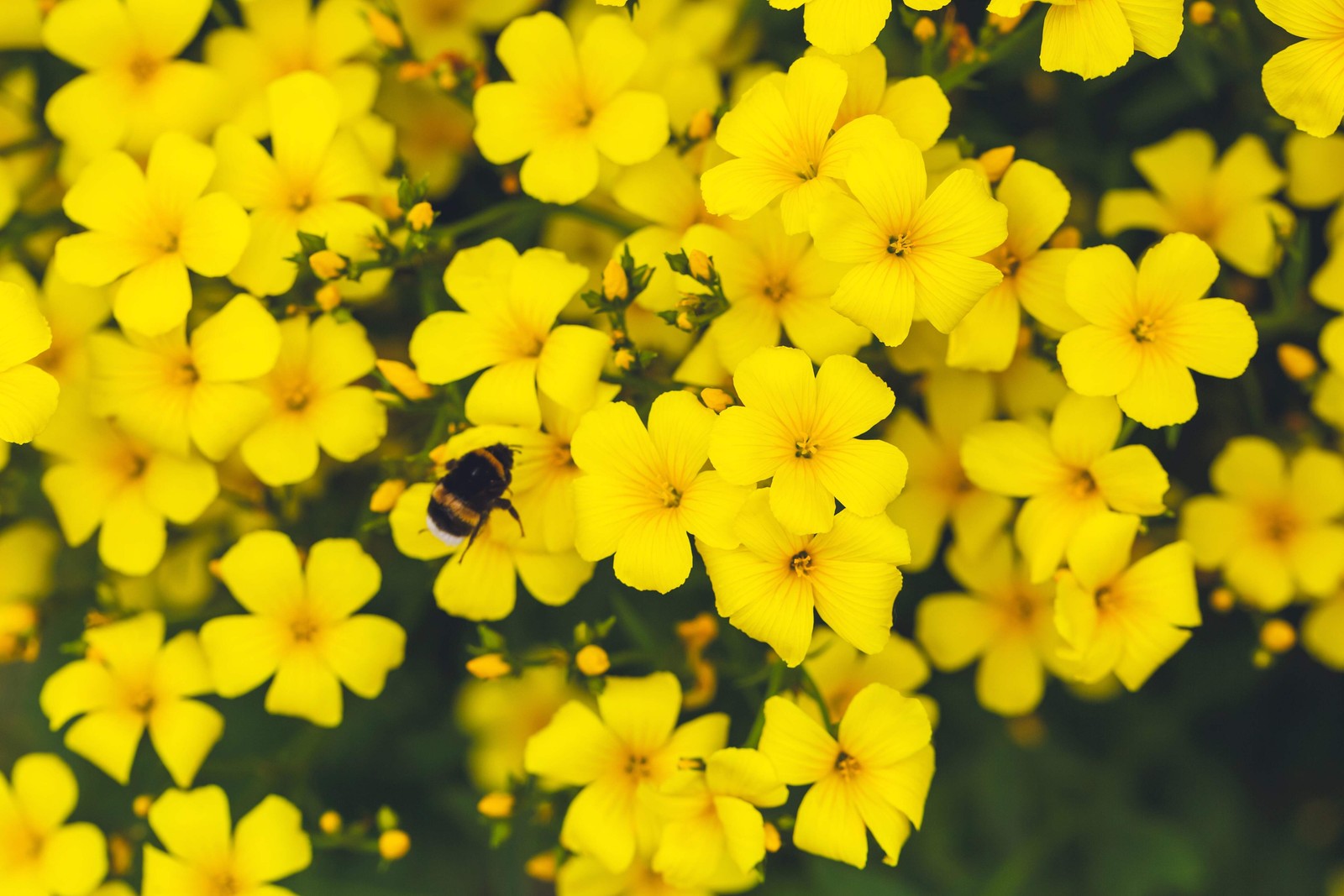 500 Organic GOLDEN FLAX Yellow Linseed Common Linum Flavum Flower Seeds