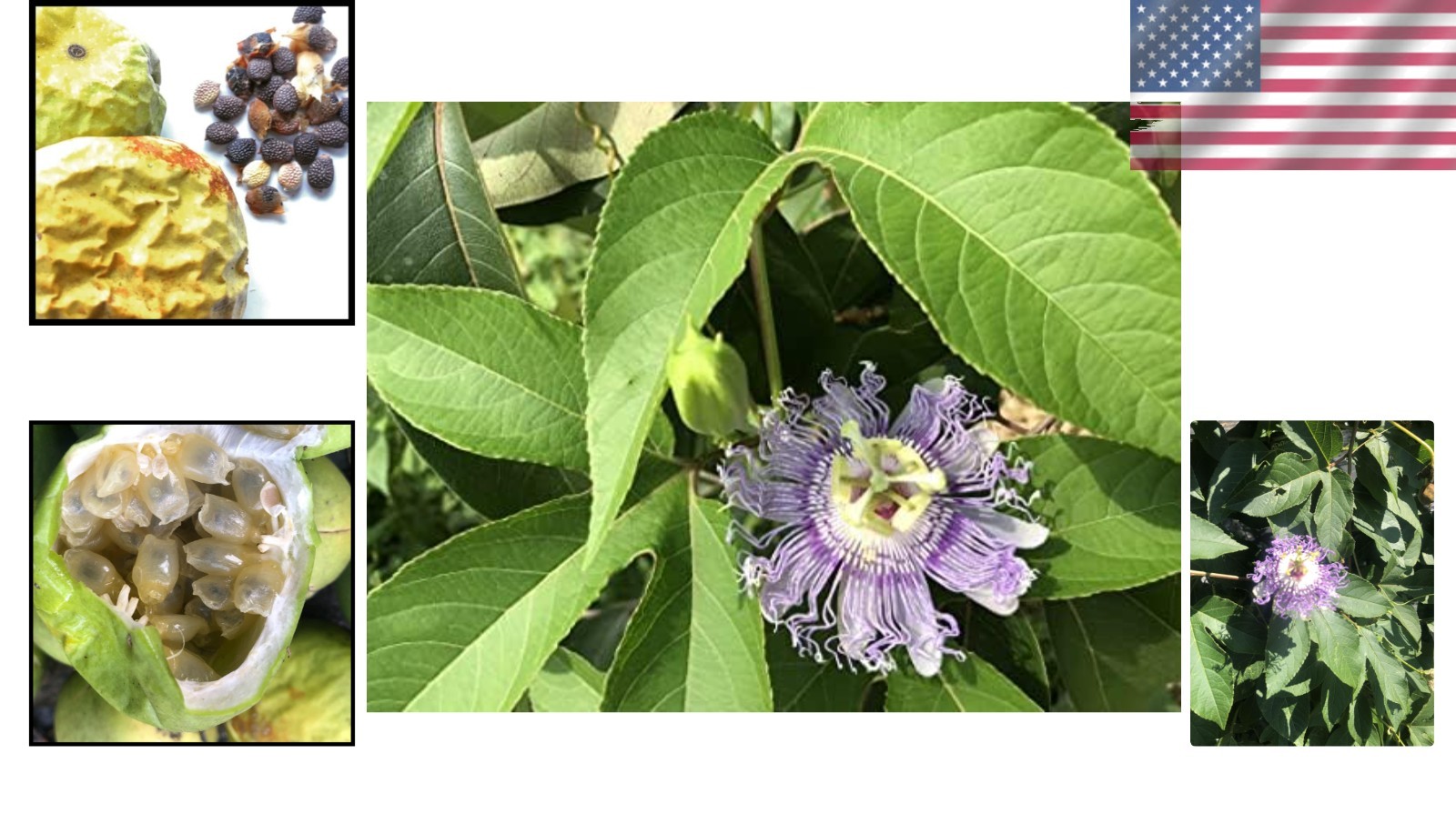 Vibrant Passion Flower Seeds – Organic 30 Count for Pollinator-Friendly Gardens