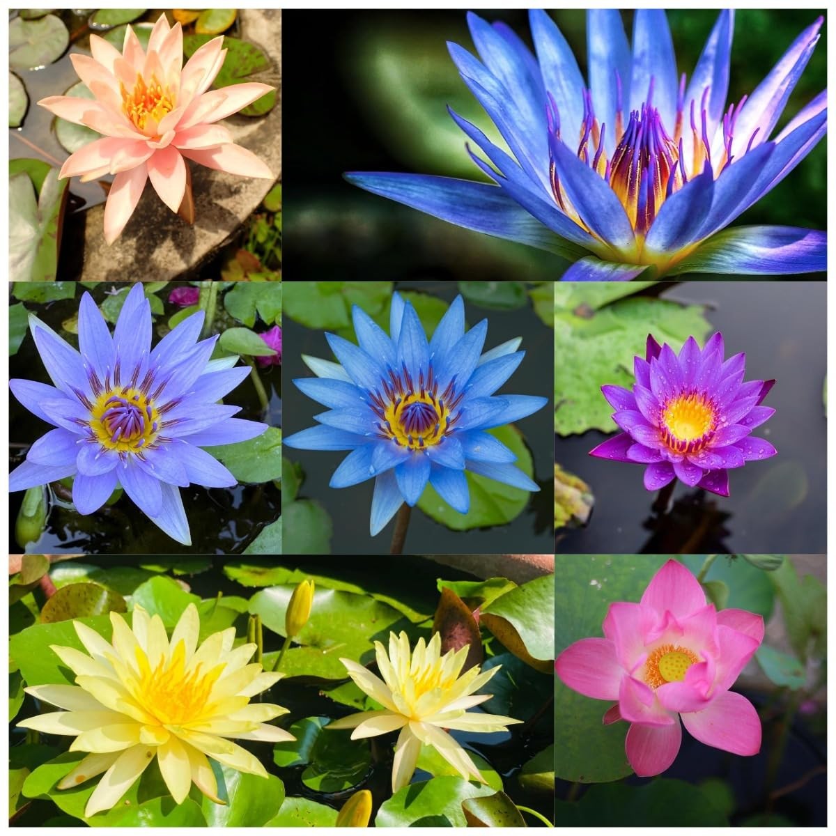 35 PCS Mixed Color Bonsai Lotus Flower Seeds for Planting Lotuses Sale